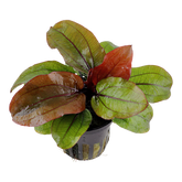 072D Echinodorus 'Reni'